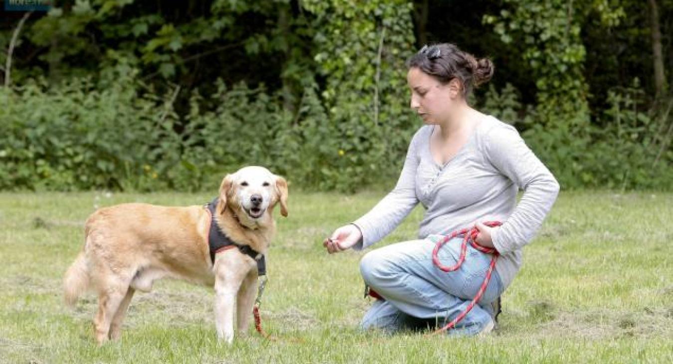 L’éducation positive du chiot et du chien