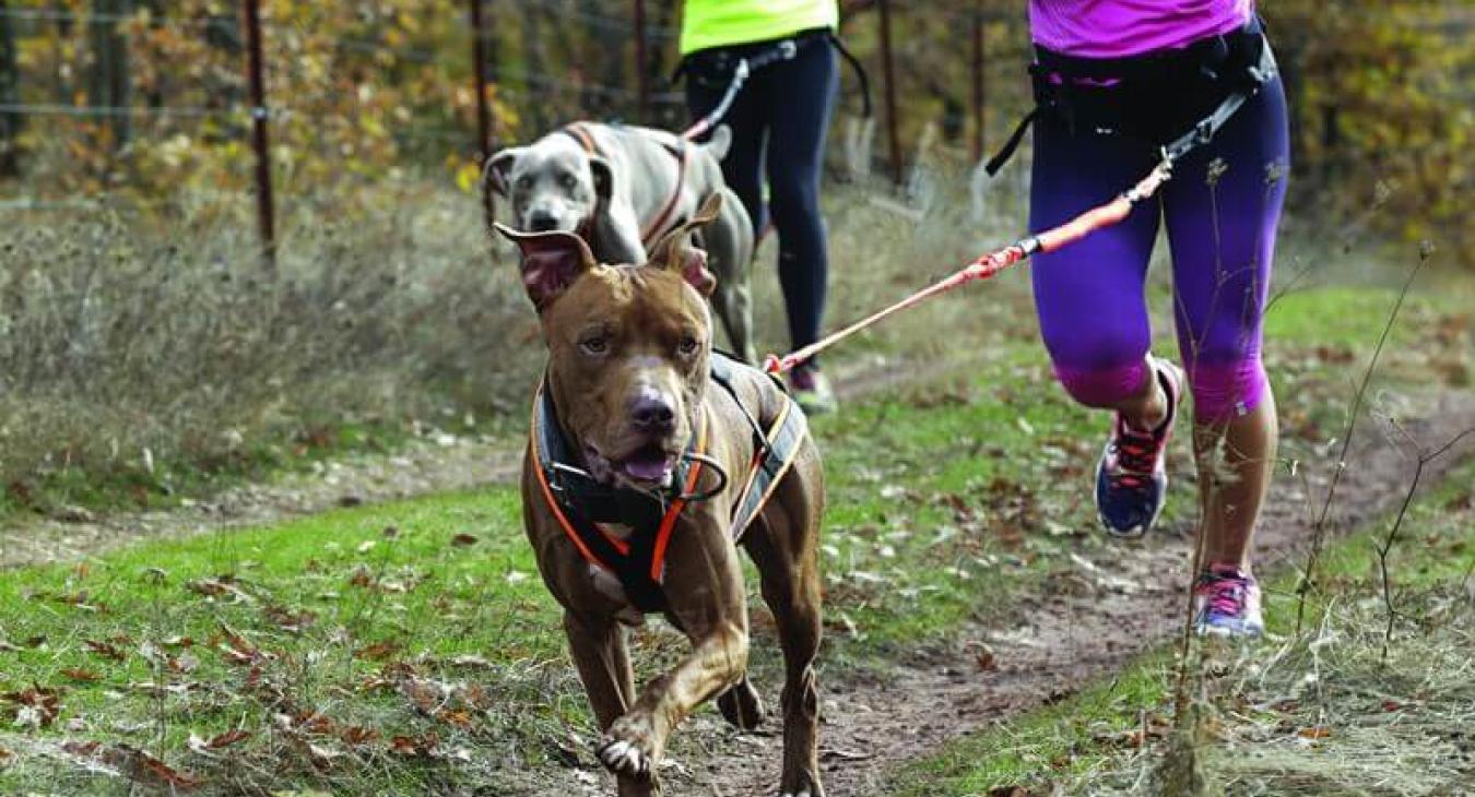 Le chien sportif : le magazine 100% sport canin