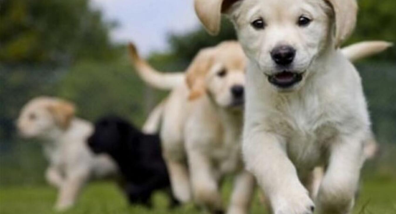 L’école des chiens