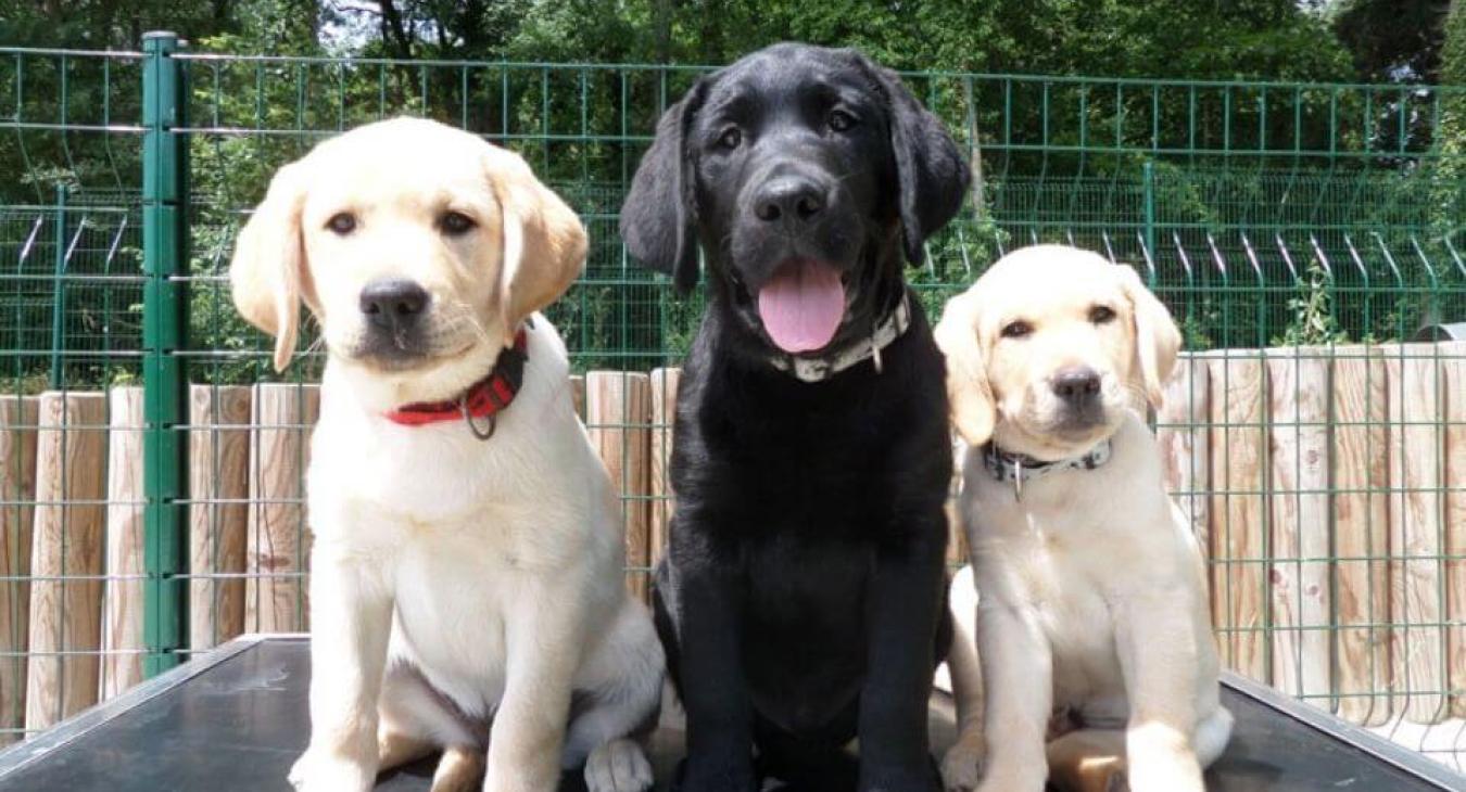 Les chiens guides de Paris en fête