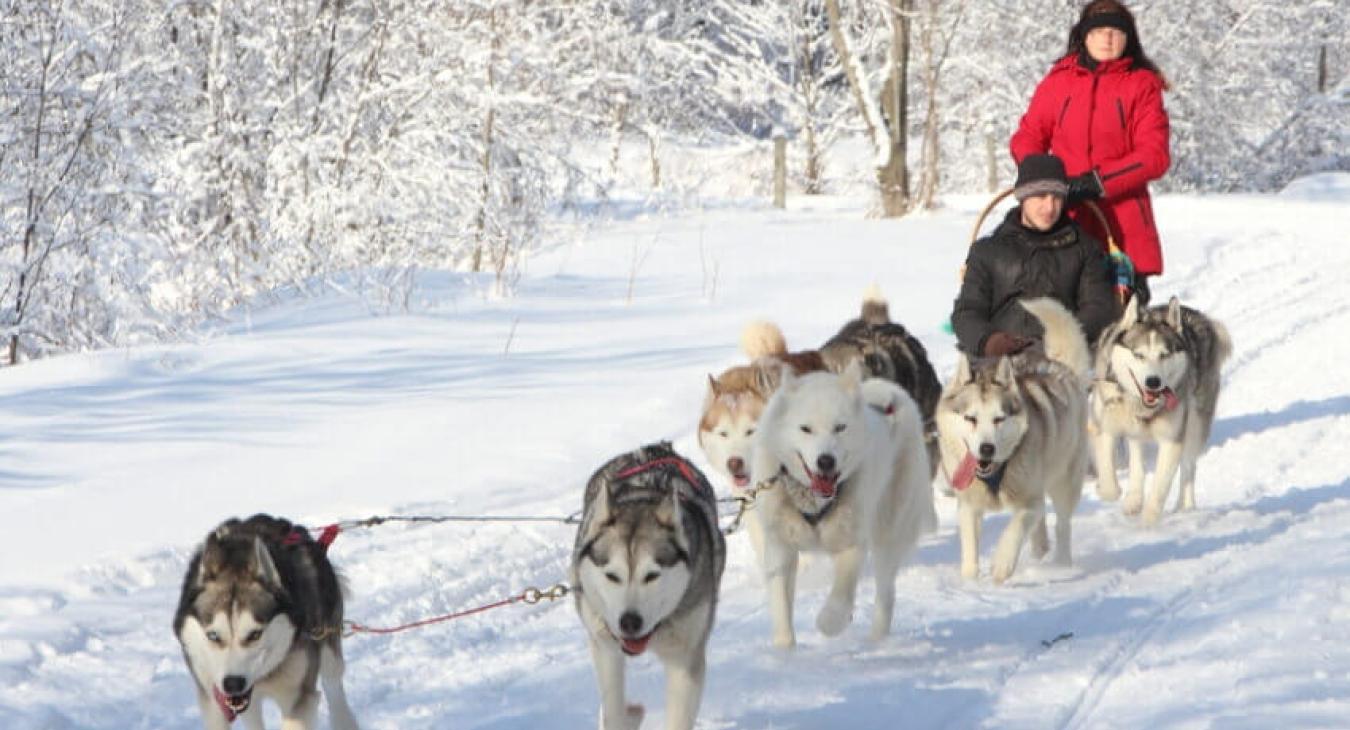 Traîneau à chien : le sport d’équipe par excellence