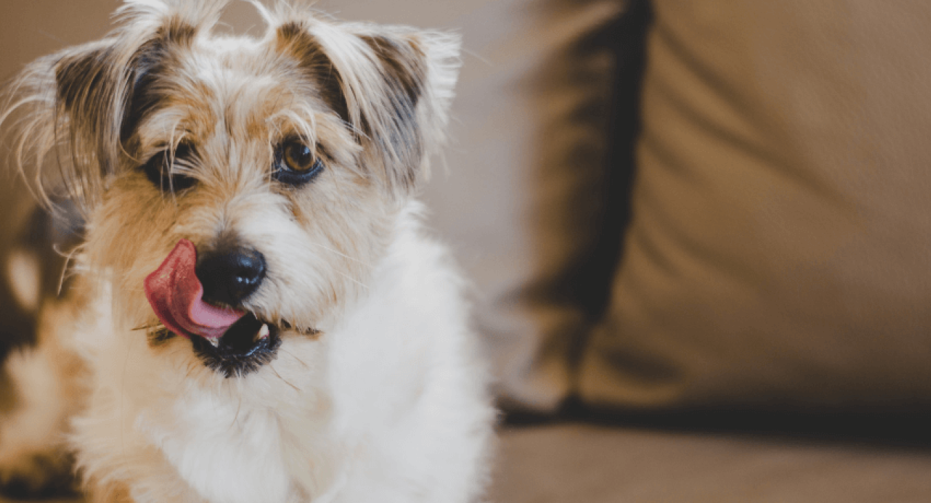 Prévention, recettes maison : tout savoir sur le traitement anti puces du chien