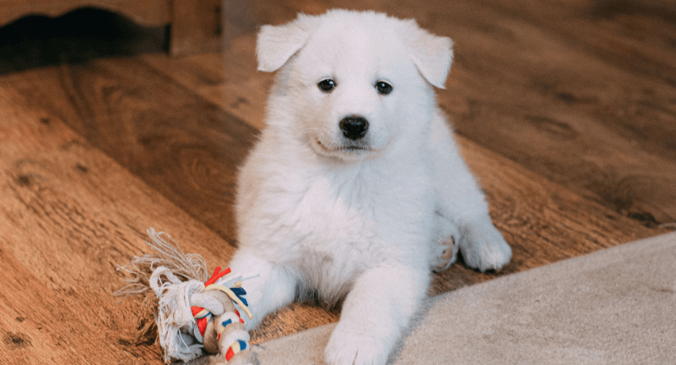 Occuper son chien pendant son absence