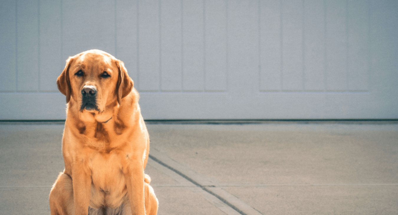 Chien qui vomit : que faire ?