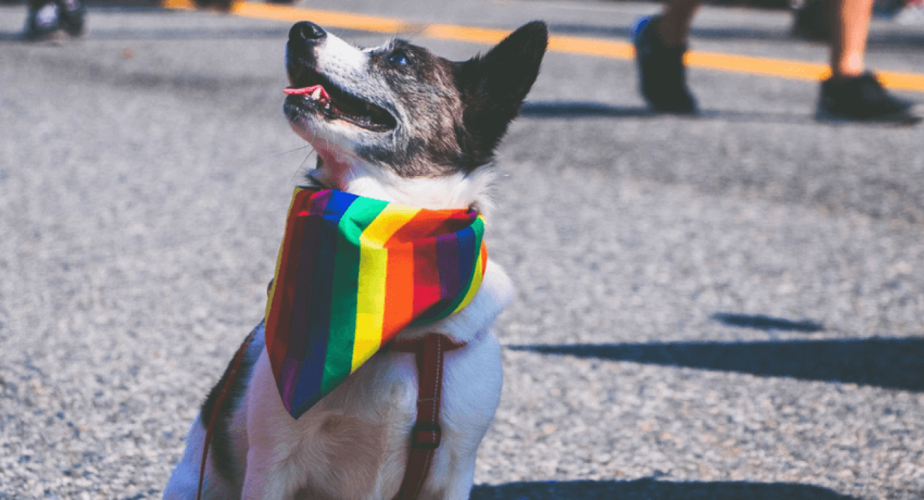 Comment bien interpréter le langage du chien ?