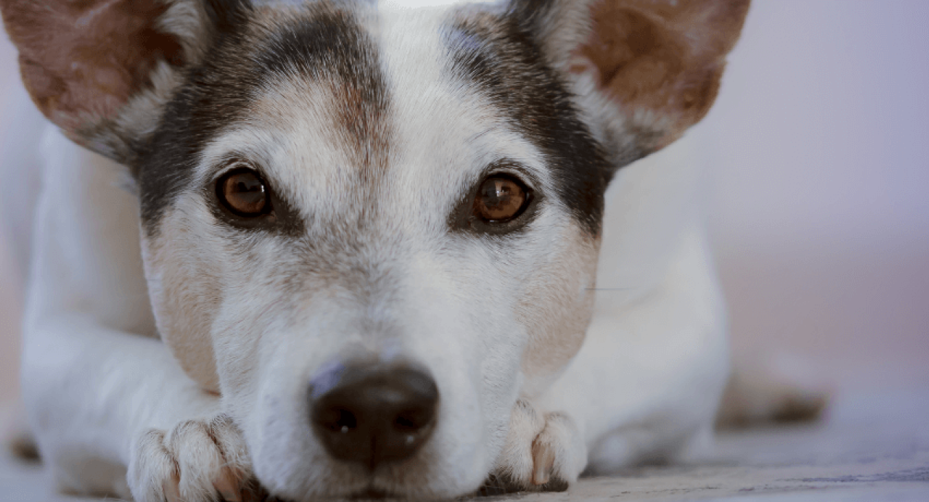 Maladie des yeux des chiens : les principaux troubles oculaires
