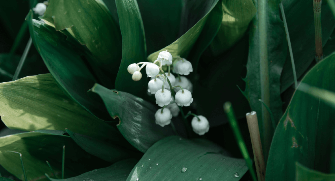 Les risques du muguet pour votre chat