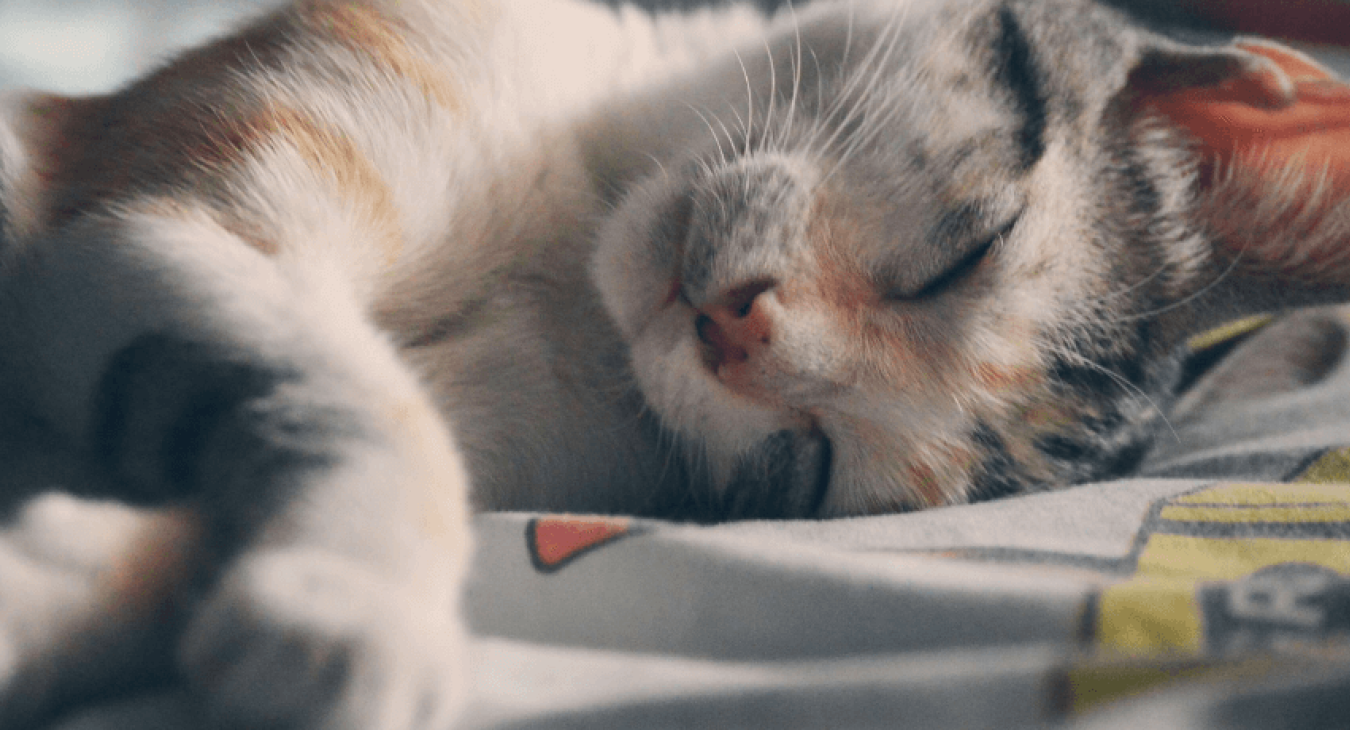 Tout savoir sur les risques d’AVC chez le chat