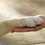 Association : Chiens abandonnés et détenus