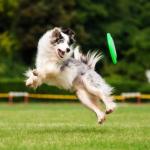 Chien.fr - Tout savoir sur les chiens et les chiots