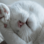 Les étapes à respecter pour bien toiletter son chat