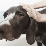 Quel est le meilleur shampoing bio pour un chien ?