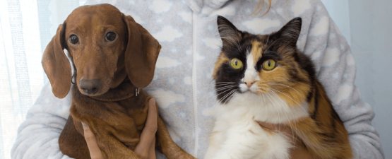Quels conseils faut-il suivre pour réussir la cohabitation entre un chien et un chat ?