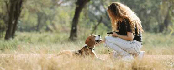 Le collier anti-fugue pour chien est-il vraiment utile ?